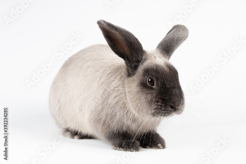 Lop Rabbit on Isolated Background