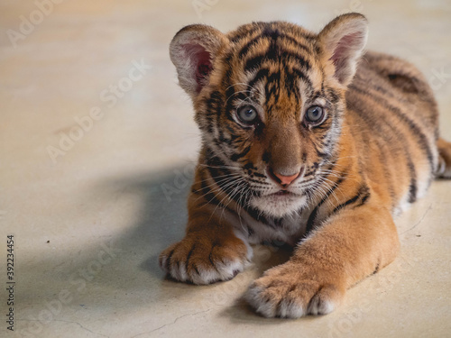 Little Tiger at Tiger Park Chonburi Province  Thailand