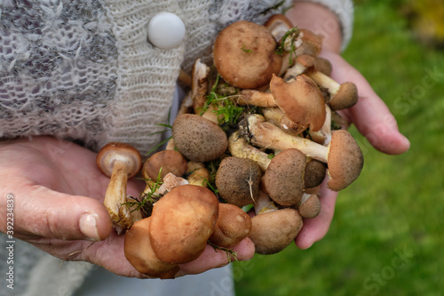 A handful of freshly harvested mushrooms in hand.