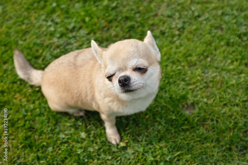 Light red, sad dog, chihuahua breed with half-closed eyes sits on the green grass. It's a fun scene.