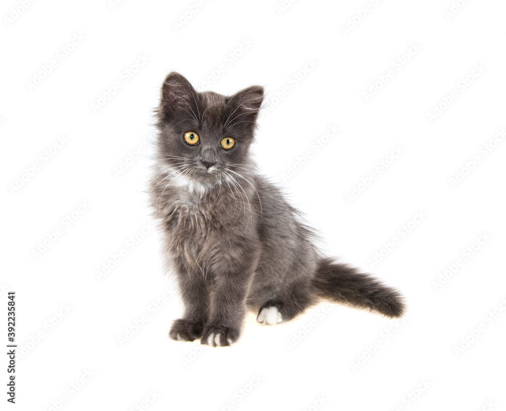 gray kitten on isolated white background