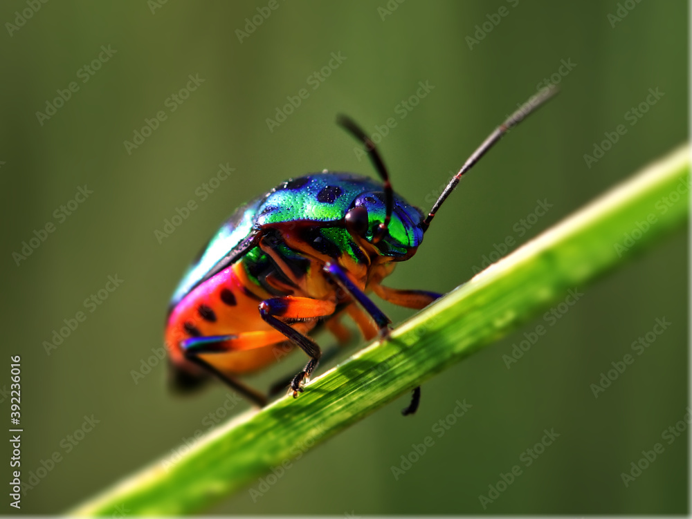 Colourful.. Colourful..