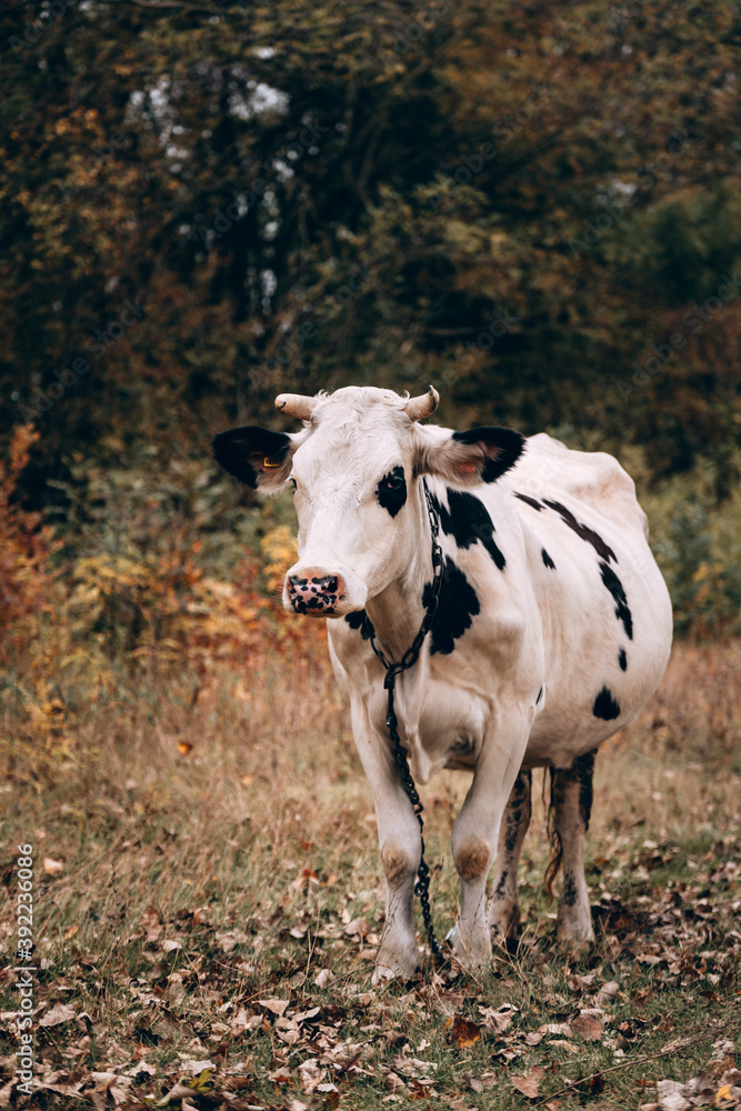 Charming cute country animal from the farm. An adult purebred cow of white color with black spots and large horns stands in a clearing against the background of yellow autumn trees. Charming cute country animal from the farm. An adult purebred cow of white color with black spots and large horns stands in a clearing against the background of yellow autumn trees.