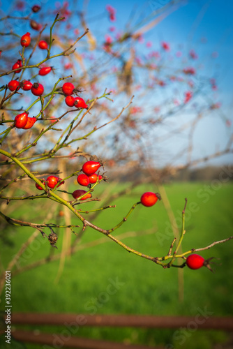 Pomegranate plant with red berries with green meadow in the background