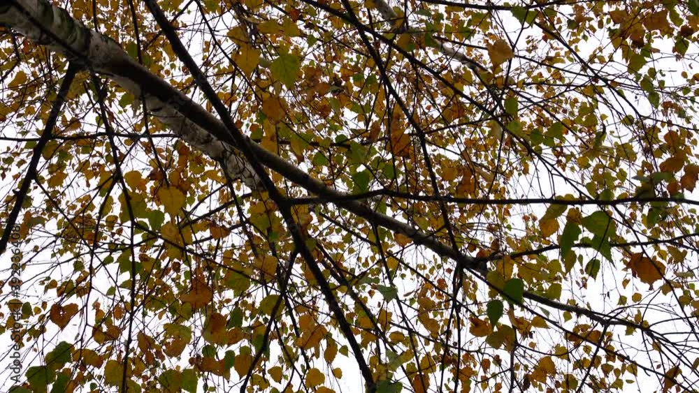 Wind sways yellow and green birch leaves against the background of a gray autumn sky Wind sways yellow and green birch leaves against the background of a gray autumn sky
