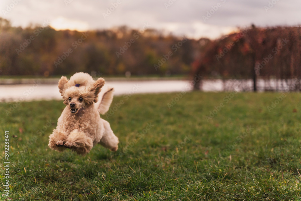 Cute small golden dog running playfully on green lawn in the park.Happy dog. Cute small golden dog running playfully on green lawn in the park.Happy dog.