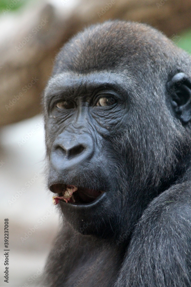 Gorilla Gorilla