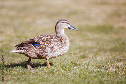 Wild Duck in New Zealand