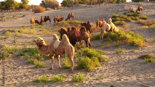 Group of camels eating grass by autumn poplar forest. Ejina, Inner Mongolia photo