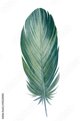 Green feather pen on white background, watercolor illustration