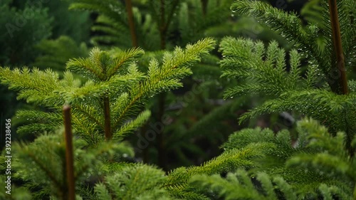 The House Pine Growing up in Heavy Rain