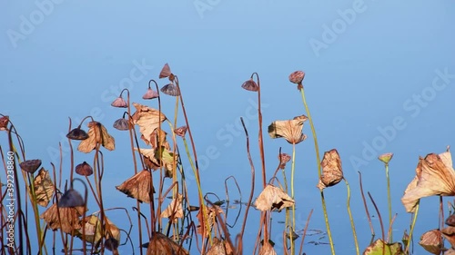 Withered lotus flowers standing in blue water, swaying in breeze