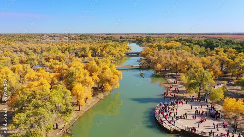 Aerial photography of Populus Euphratica Forest National Nature Reserve in Ejina Banner, Inner Mongolia, China. Orange poplar forest in autumn desert and tourists by the river Aerial photography of Populus Euphratica Forest National Nature Reserve in Ejina Banner, Inner Mongolia, China. Orange poplar forest in autumn desert and tourists by the river