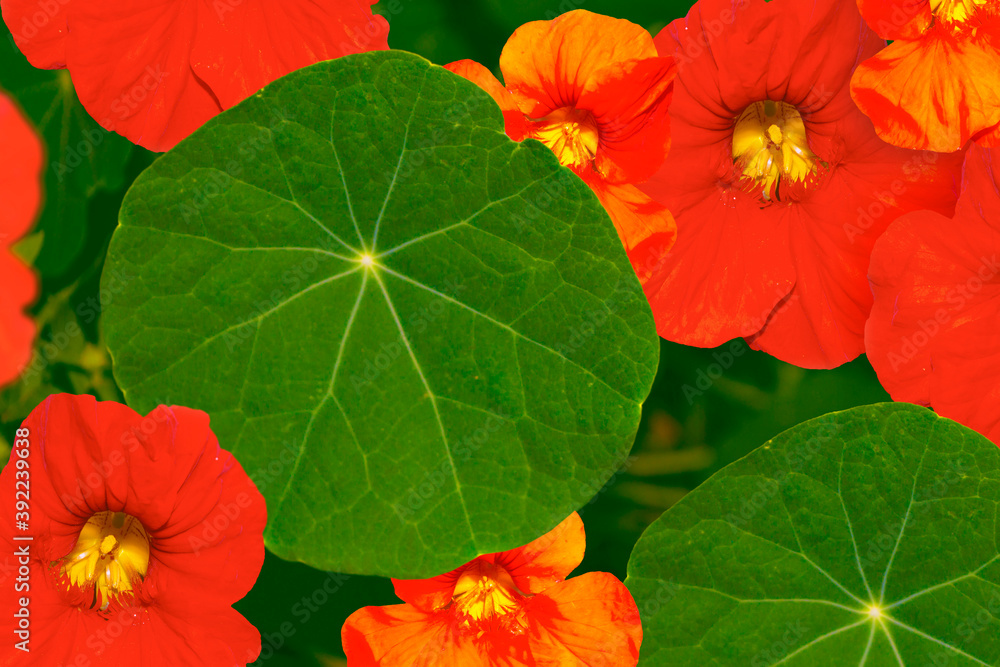 nasturtium flowers. Summer landscape nasturtium flowers. Summer landscape