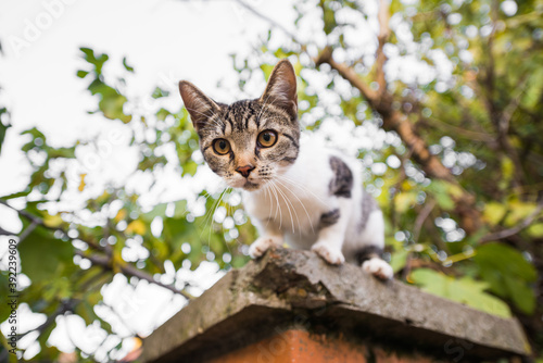 Small cute kitty stands on the fence and looks curiously at the camera
