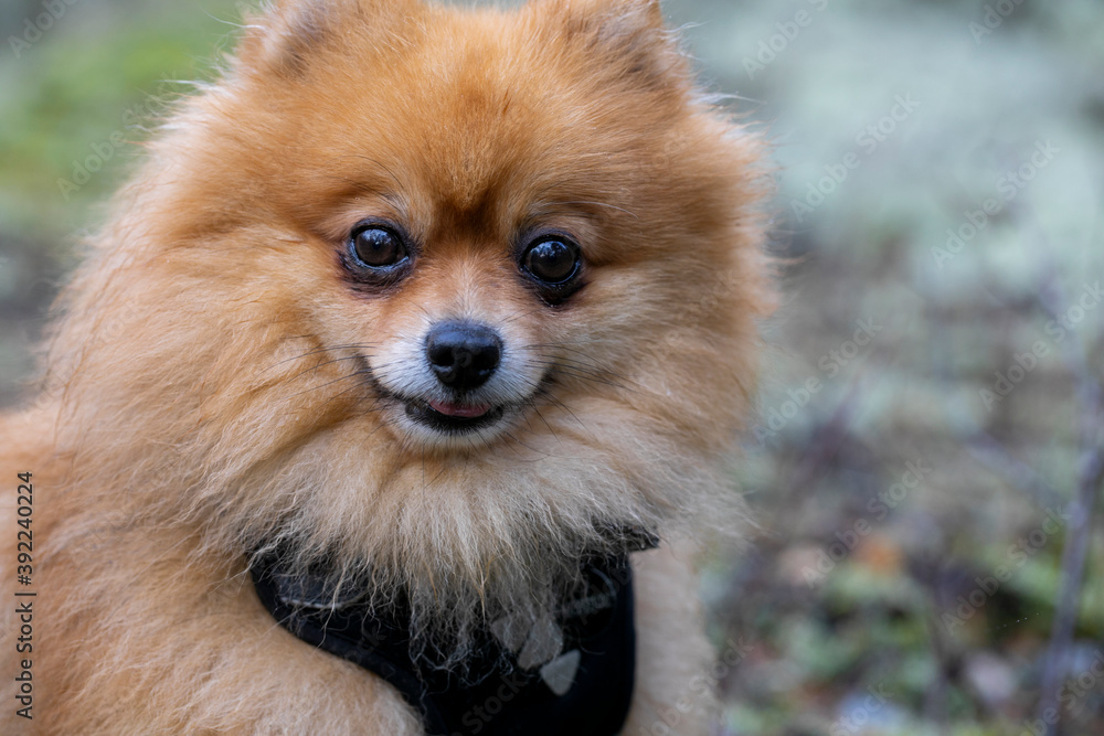 Red Spitz on a blurred background
Red Spitz on a blurred background