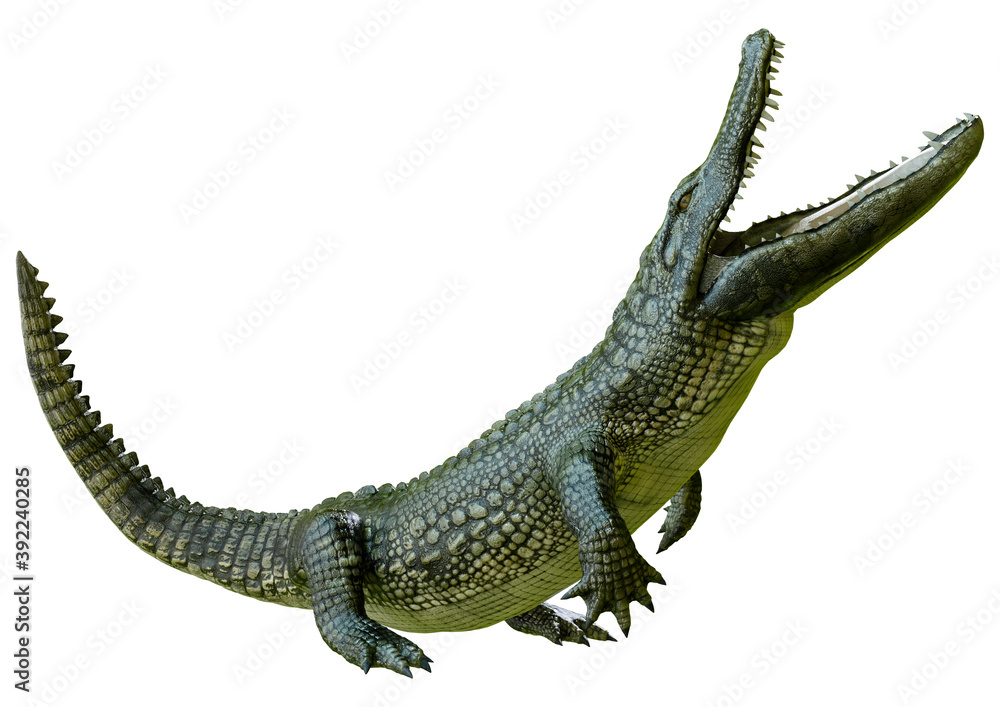3D Rendering Green Alligator on White 3D Rendering Green Alligator on White