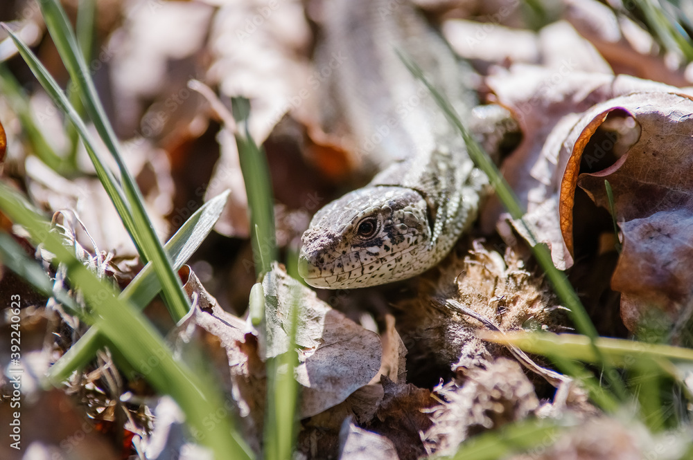 Fototapeta premium jaszczurka na tle liści i patyków