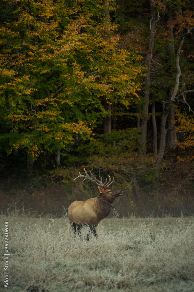 Large bull elk in the early morning mist Cataloochee Valley near ...