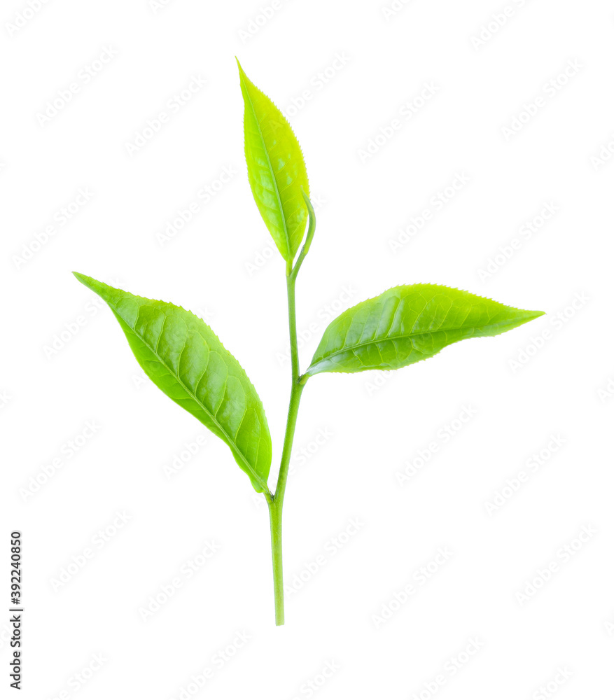 Fototapeta premium green tea leaf isolated on white background.