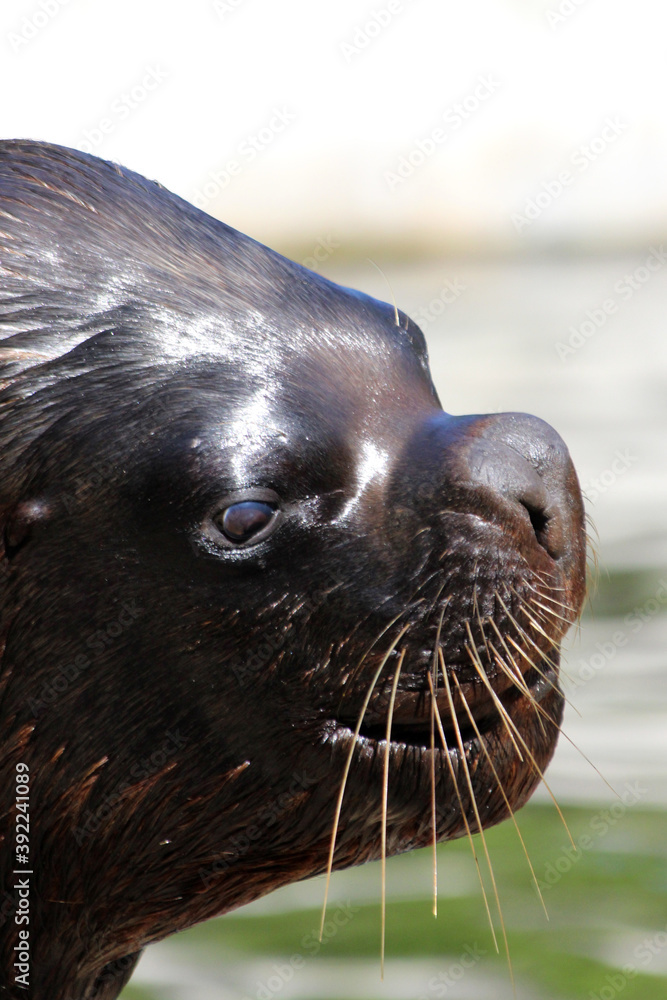 Obraz premium Mähnenrobbe