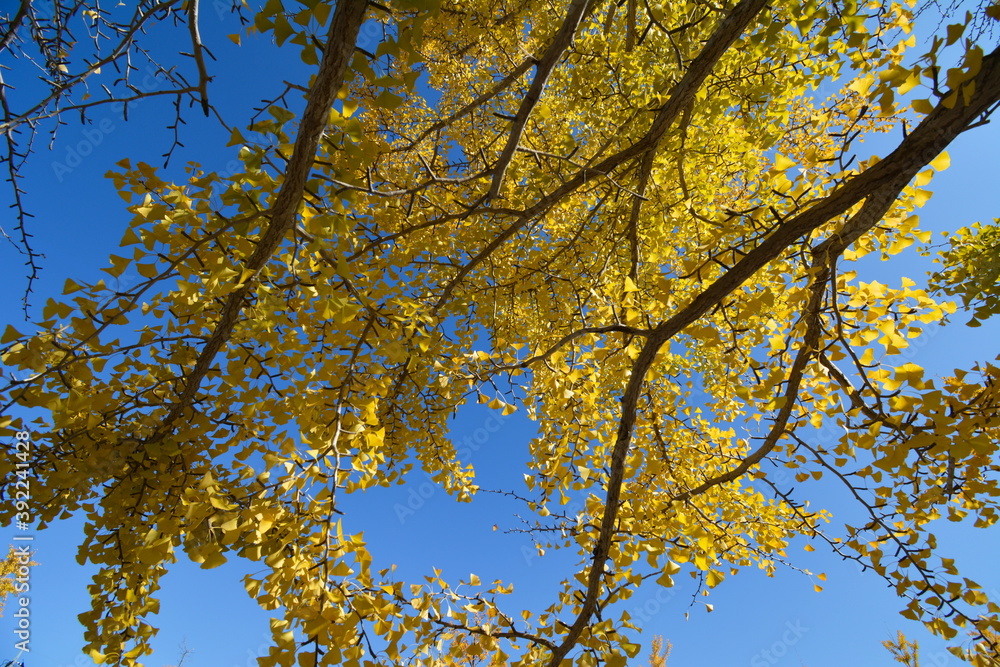 Obraz premium イチョウ