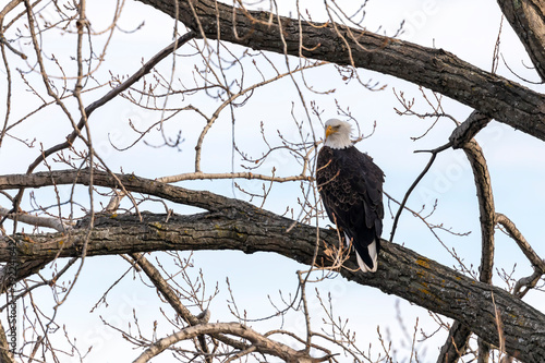 The bald eagle. Scene from shore of lake Michigan.