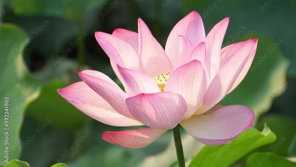 Single blooming lotus flower. Closeup Single blooming lotus flower. Closeup