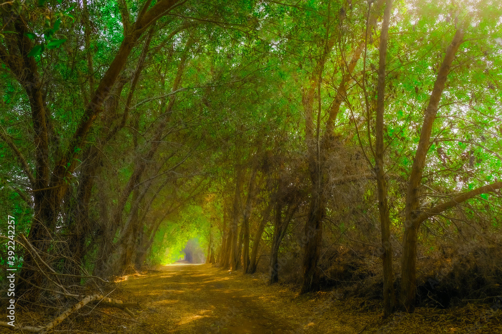 Beautiful morning in the Karzakkan forest Bahrain