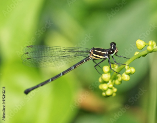 Damsefly in Hooghly Wes Bengal Insect India