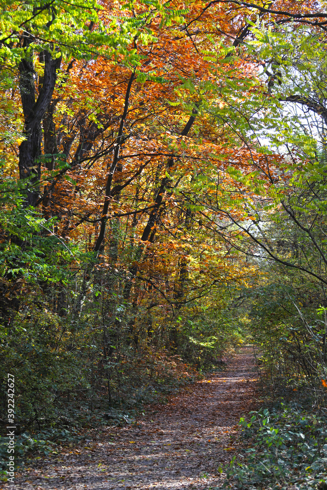 Pathway in the forest with autumn leaves and colors. Autumn background Pathway in the forest with autumn leaves and colors. Autumn background