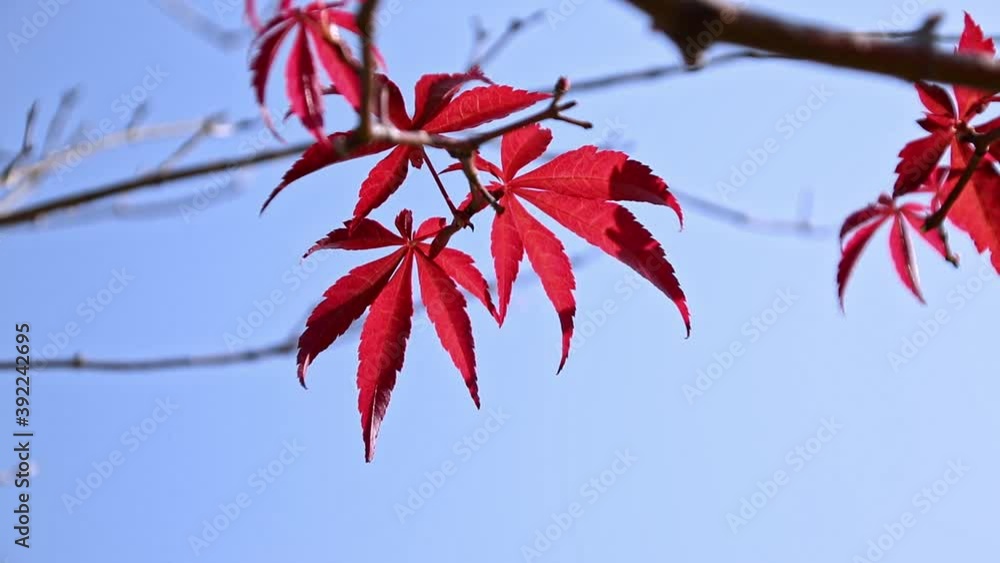 Closeup of fresh red maple leaves on branches Closeup of fresh red maple leaves on branches