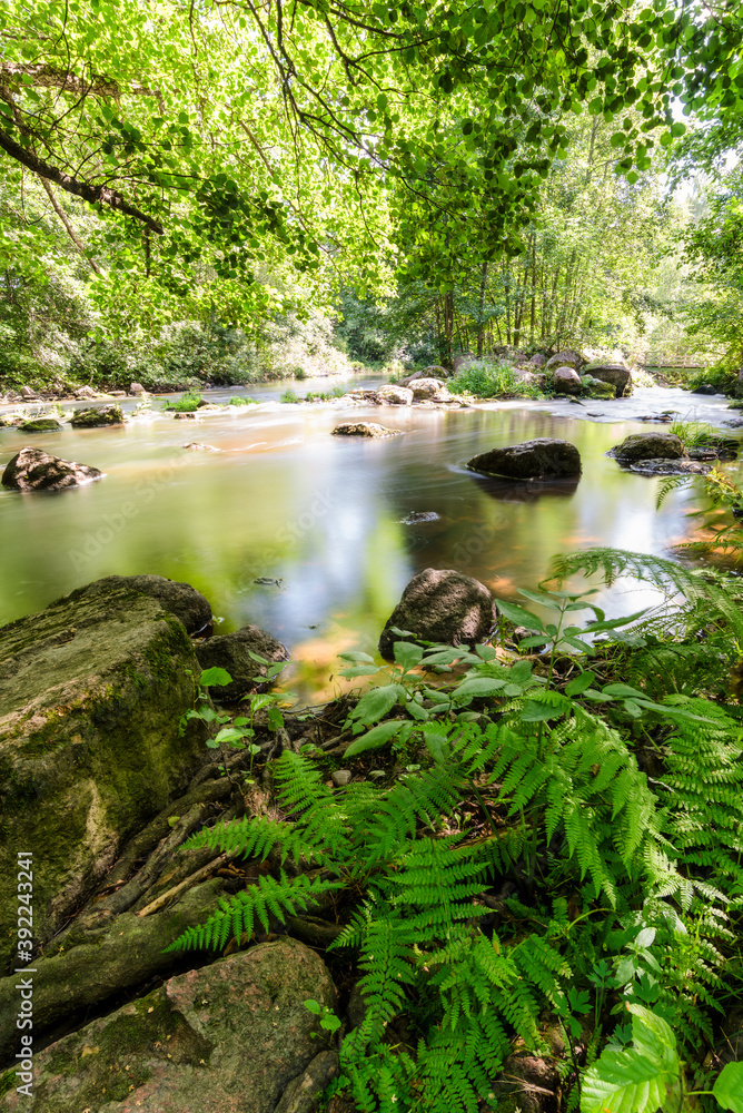 Fototapeta premium stream in the forest