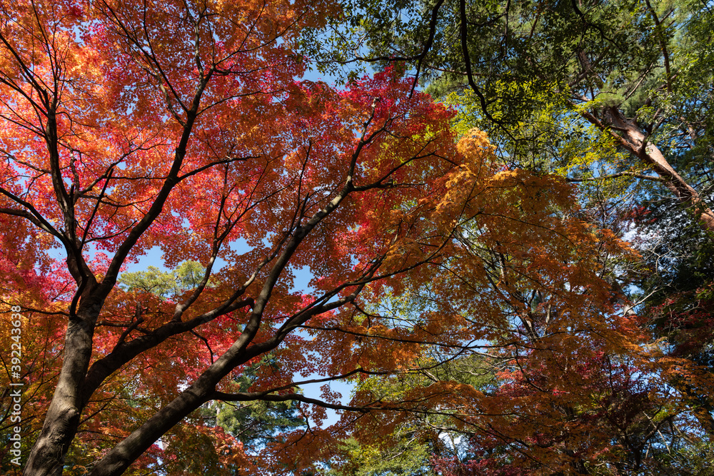 錦色の紅葉