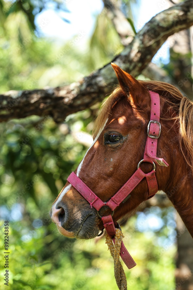 Fototapeta premium Portrait of a horse. State Of Goa. India