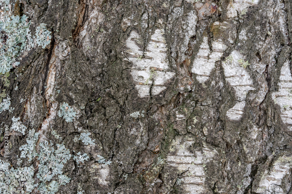 Fototapeta premium Birch Bark Close up Abstract Background Texture
