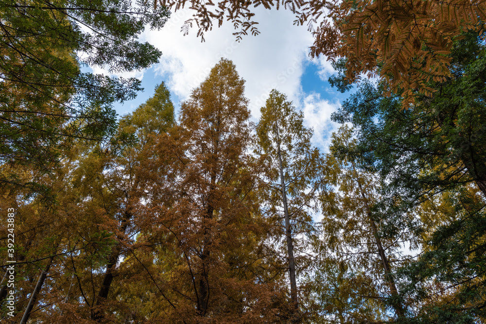 Obraz premium 青空に木立