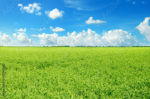 Green field and blue sky with light clouds.
