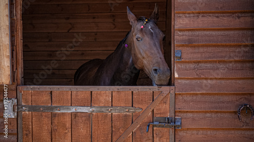 Brown horse look out from stable window. Portrait of farm animal. Mare head in wooden paddock inside. High quality photo. © Svyatoslav Lypynskyy
