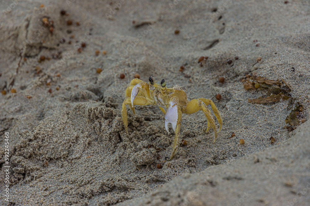 The Atlantic ghost crab (Ocypode quadrata) also known as sand or beach crab on the beach of Margarita Islands (Venezuela). The Atlantic ghost crab lives in burrows in sand above the strandline. The Atlantic ghost crab (Ocypode quadrata) also known as sand or beach crab on the beach of Margarita Islands (Venezuela). The Atlantic ghost crab lives in burrows in sand above the strandline.