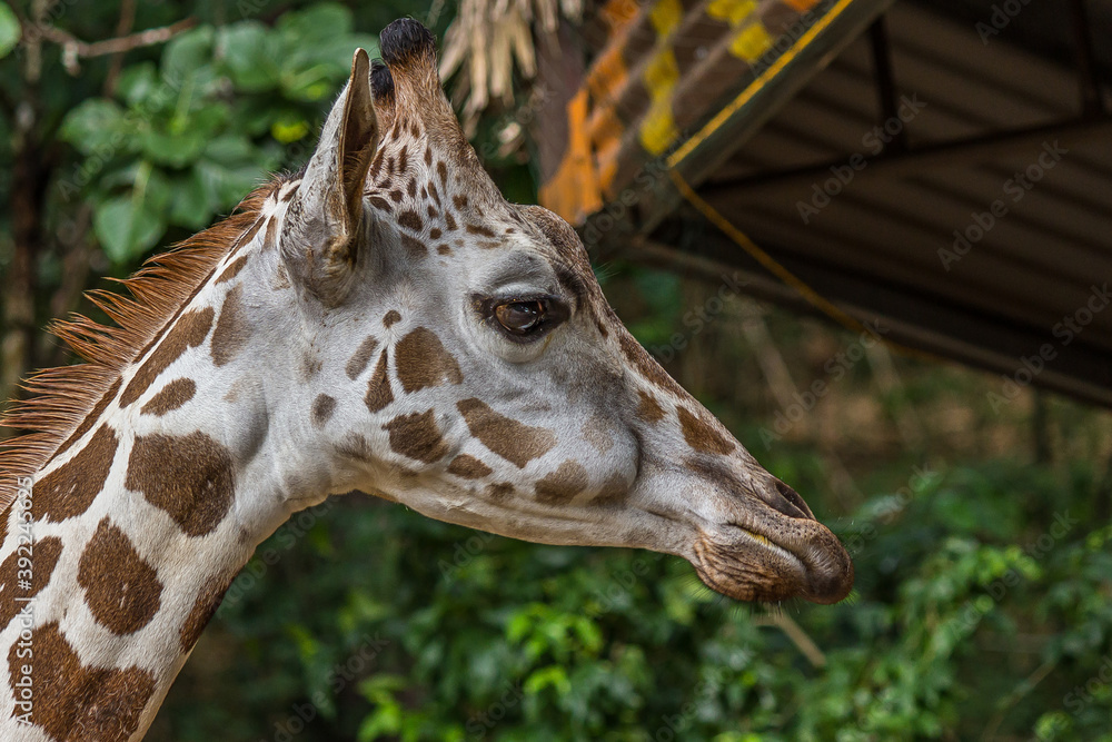 Fototapeta premium The Angolan giraffe (Giraffa giraffa angolensis), also known as the Namibian giraffe, is a subspecies of giraffe that is found in northern Namibia, south-western Zambia, Botswana and Zimbabwe.