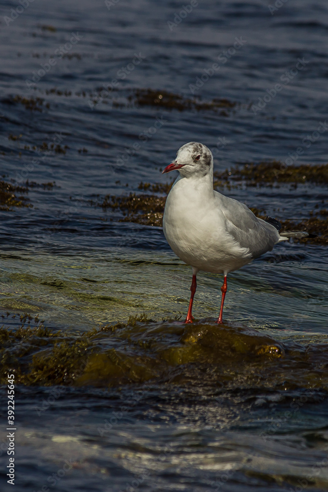 The black-headed gull (Chroicocephalus ridibundus) is a small gull that breeds in much of the Palearctic including Europe and also in coastal eastern Canada. Shot on the Black sea (Crimea). The black-headed gull (Chroicocephalus ridibundus) is a small gull that breeds in much of the Palearctic including Europe and also in coastal eastern Canada. Shot on the Black sea (Crimea).