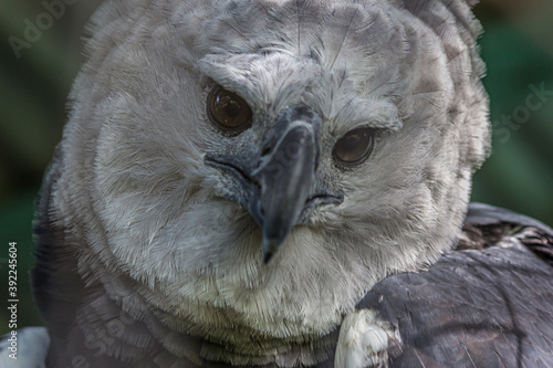 Billede på lærred The harpy eagle (American harpy eagle, Harpia harpyja) is a neotropical species of eagle
