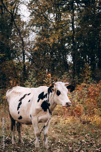 Charming cute country animal from the farm. An adult purebred cow of white color with black spots and large horns stands in a clearing against the background of yellow autumn trees.