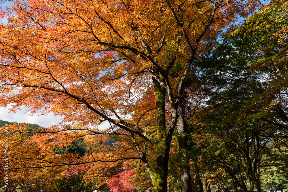 紅葉