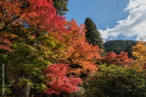 山辺の紅葉