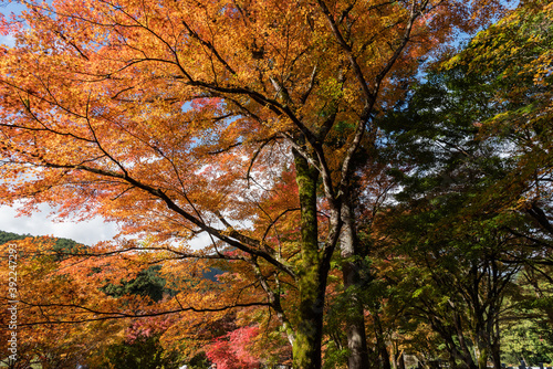 紅葉