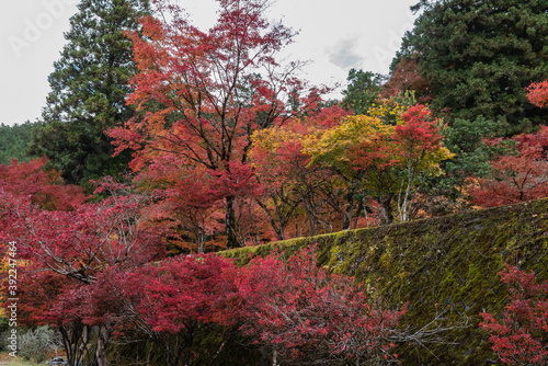 錦色の紅葉