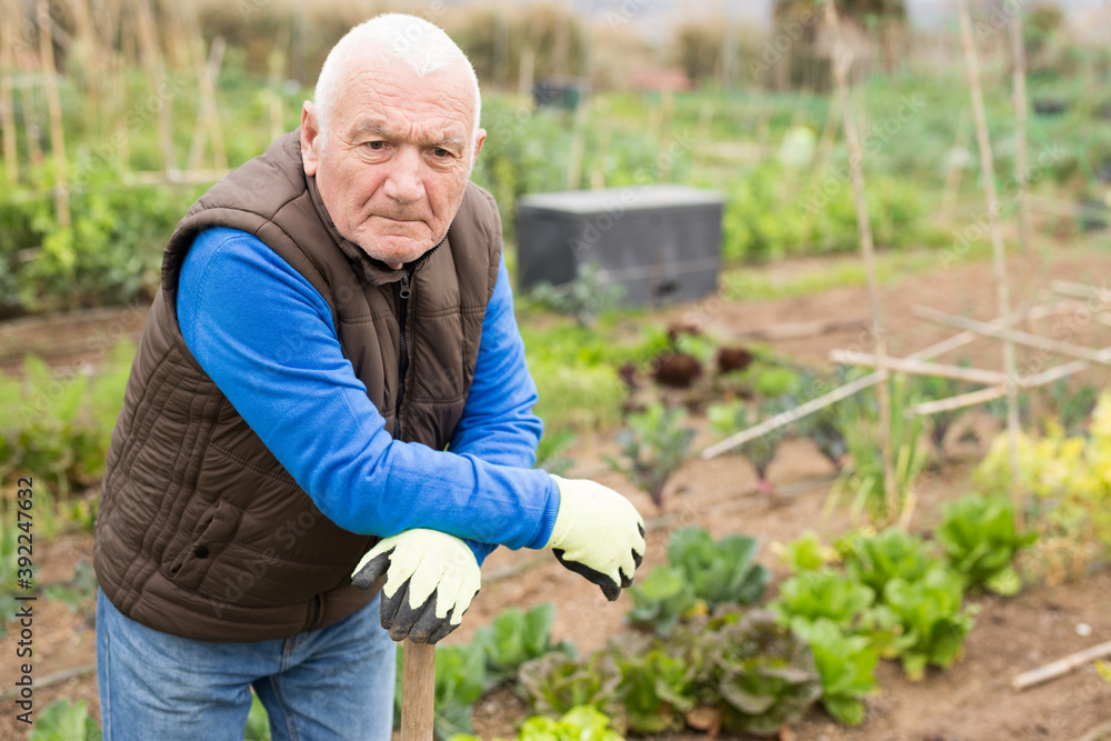 Fototapeta premium Portrait of senior man gardener during working at land garden outdoor