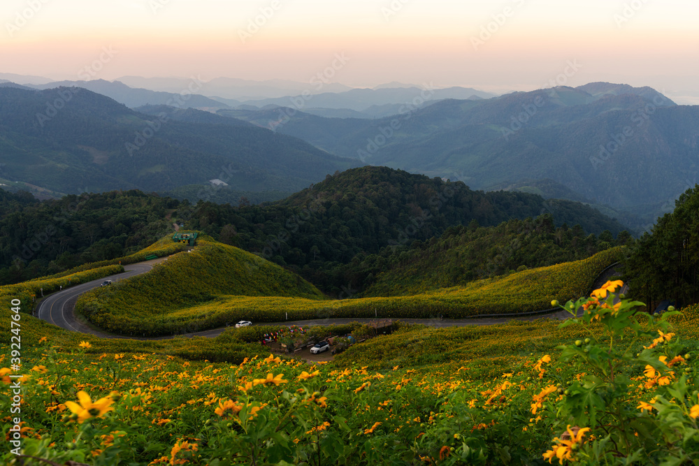 Thai marigold or Mexican sunflower is located at top notch of Doi Mae U Kho, Mae hong son of Thailand